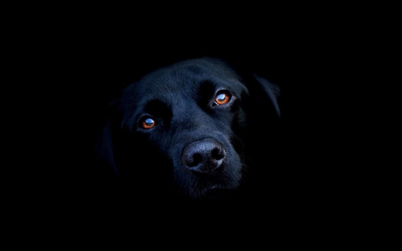dog, looking at camera, indoors, animal themes, animals, portrait, domestic animals, retriever, copy space, animal body part, black, mammal, coated, animal eye