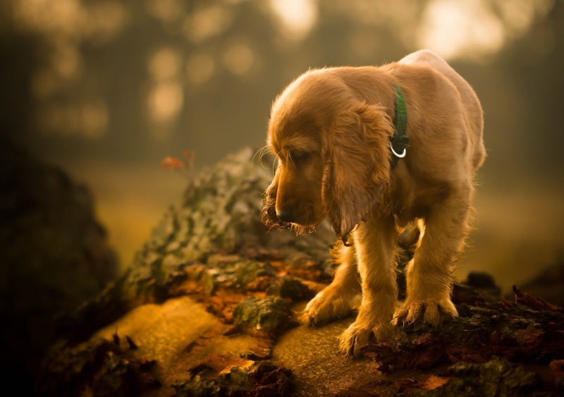 pets, standing, domestic animals, vertebrate, selective focus, nature, short, animal themes, 2K, focus on foreground, dog, day, brown, domestic, animals