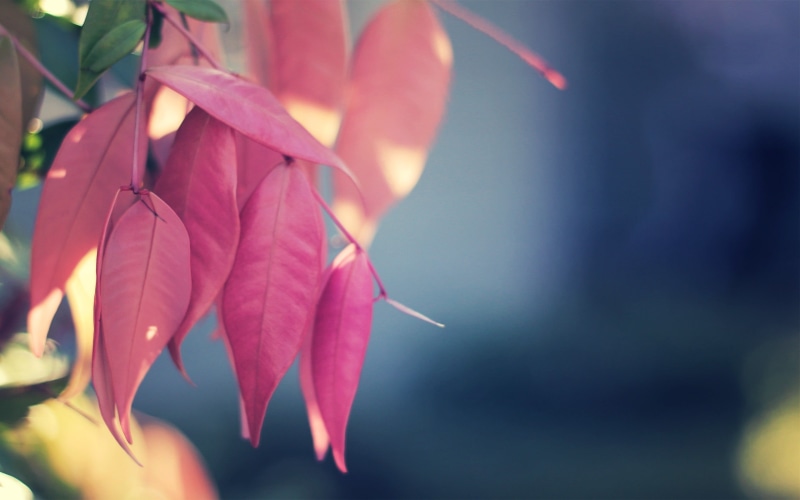 season, leaf, 2K, red, day, macro, colors, freshness, green Color, decoration, nature, focus on foreground, no People, yellow, lush Foliage, branch, fragility