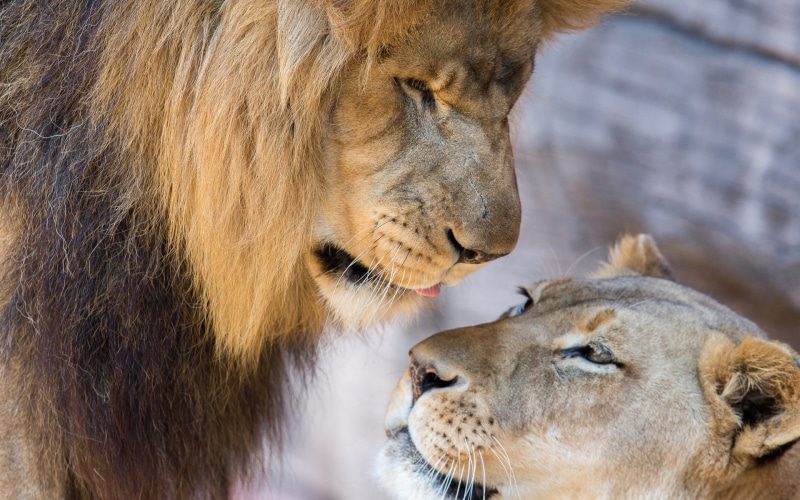 1080P, Lioness, Lion, Couple, cub, Love