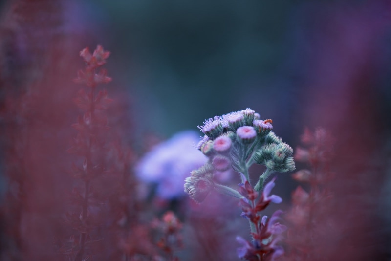 selective focus, beauty in nature, close-up, pink color, fragility, Monsoon, flower head, flowering plant, plant, landscape, photography, plants, purple