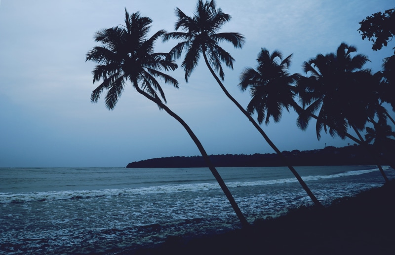 waves, silhouette, 4K, palm, outdoors, india, goa, water, beauty in nature, palm tree, gloomy, monsoon, beaches, moody, coast, land, no people, tree, horizon over water