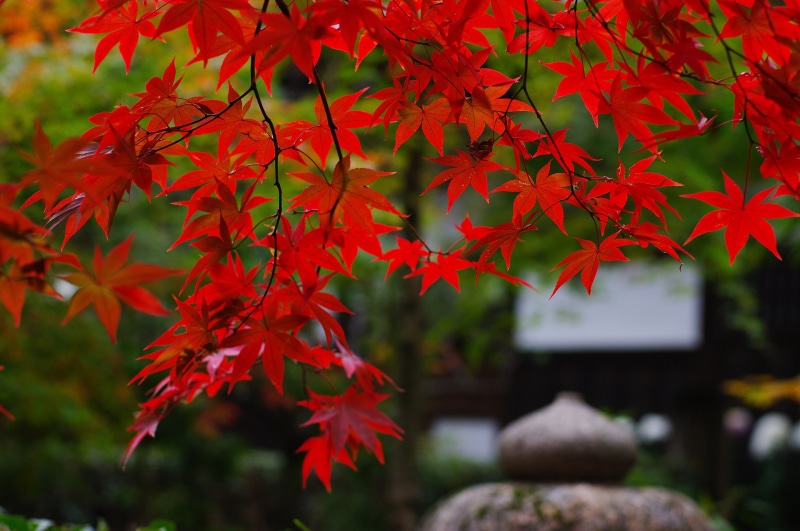 focus on foreground, lush Foliage, tree, no People, change, foliage, green Color, maple Leaf, kyoto City, yellow, outdoors, maple, asia, garden, tranquil Scene
