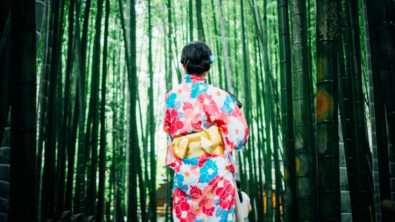 outdoors, floral, robe, bamboos, clothing, kimono, back, suit, adults only, kyoto Prefecture, cultures, woman, geisha in Training, japanese Culture, traditional Clothing
