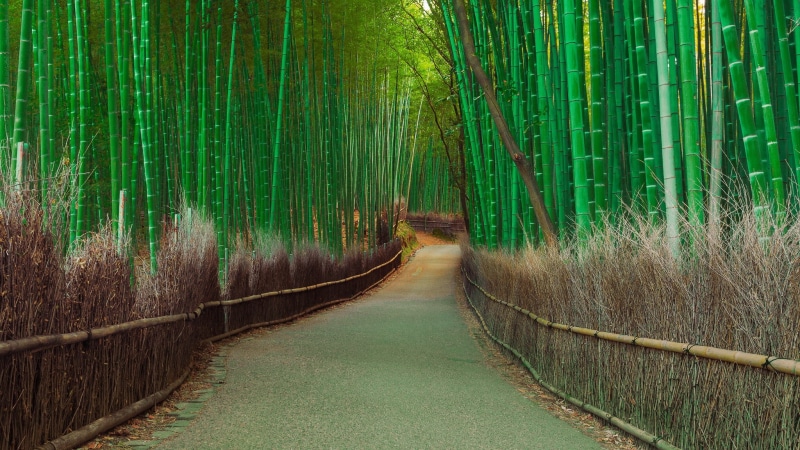 growth, arashiyama, landscape, pathway, japan, forest, direction, no People, tree, lush Foliage, day, light - Natural Phenomenon, bamboo, fog, bamboo - Plant