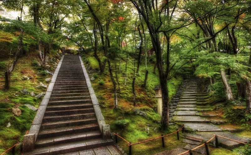 diminishing perspective, tranquil scene, staircase, Forest of Correction, Growth, Through, september, Mystery, outdoors, the way forward, dynamic, Keihanshin
