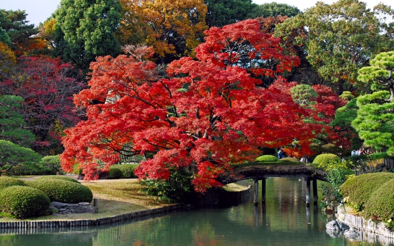 tranquil Scene, rock Garden, beauty In Nature, lush Foliage, bush, yellow, lake, orange Color, no people, scenics, nature, green Color, change, park, reflection