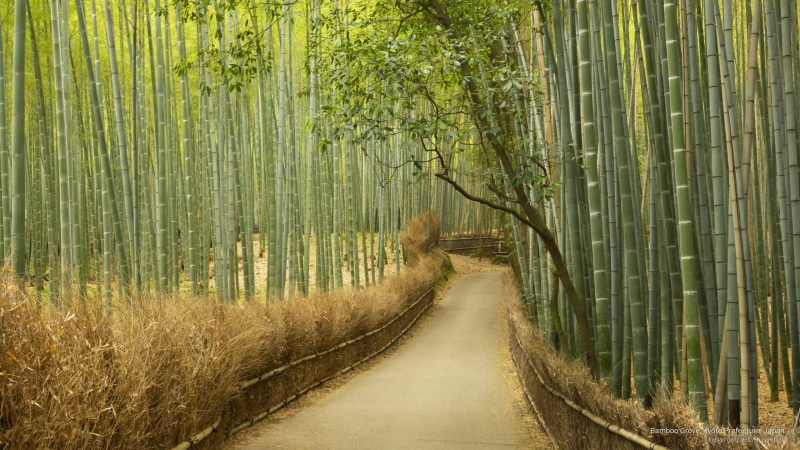 kyoto, prefecture, grove, Asia, 2K, bamboo, japan
