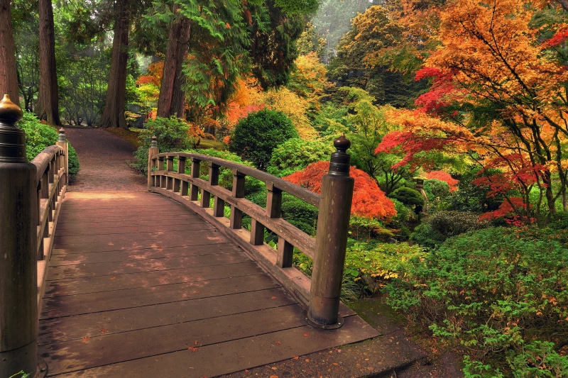 leaf, flowers, red, leaves, tree, outdoors, autumn, lush Foliage, orange Color, scenics - nature, bridge, season, footbridge, tranquil Scene, day, landscape