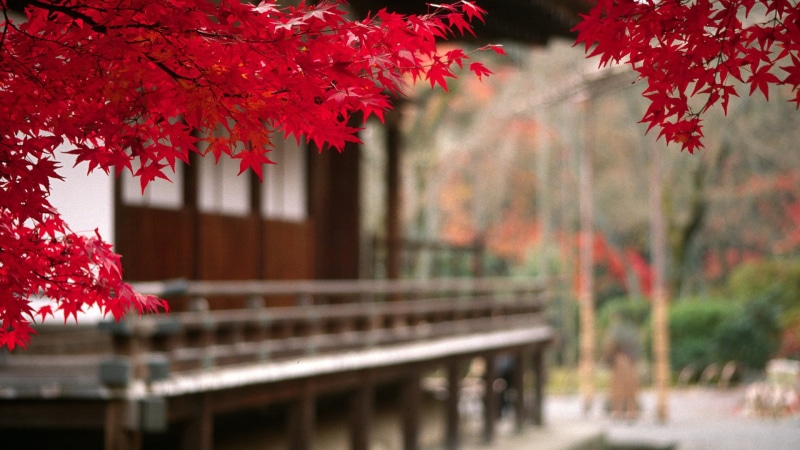 autumn, branch, nature, leaves, kyoto Prefecture, yellow, focus on foreground, wood - Material, japan, maple Tree, foreground, tree, japanese garden, forest