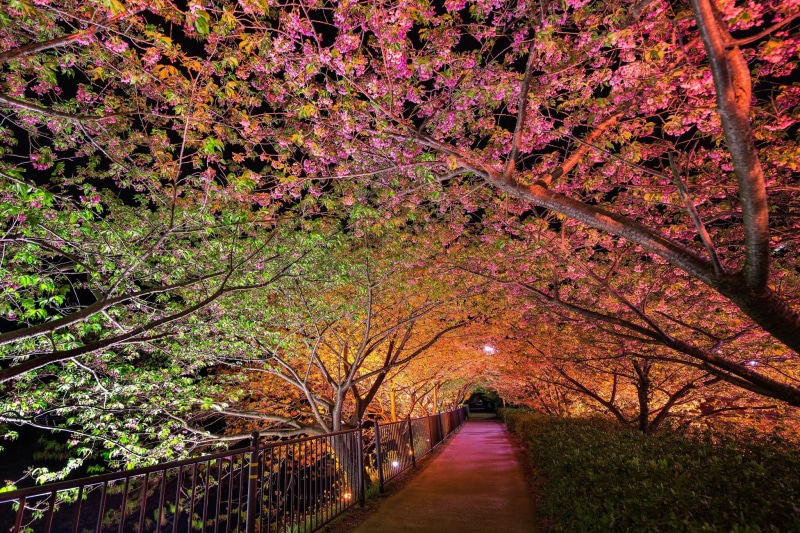 japan, alley lights, maple Tree, backgrounds, beauty In Nature, spring, orange Color, direction, leafed, day, kyoto City, no People, 1080P, diminishing perspective