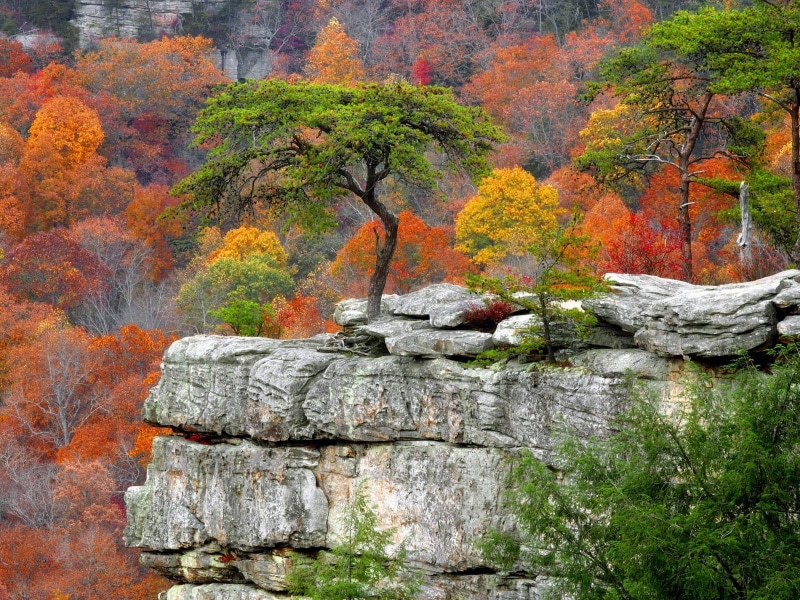 autumn collection, tree, woodland, scenics, japanese Fall Foliage, growth, park - Man Made Space, october, vibrant Color, rock, colors, japanese Maple