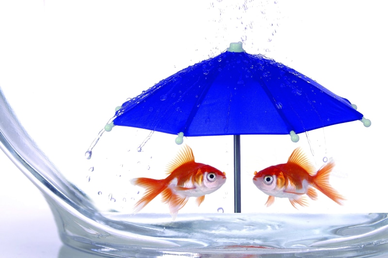 swimming, isolated, unusual, nature, multi Colored, animal themes, white Background, backgrounds, fish Tank, close-up, pets, sea, studio shot, representation