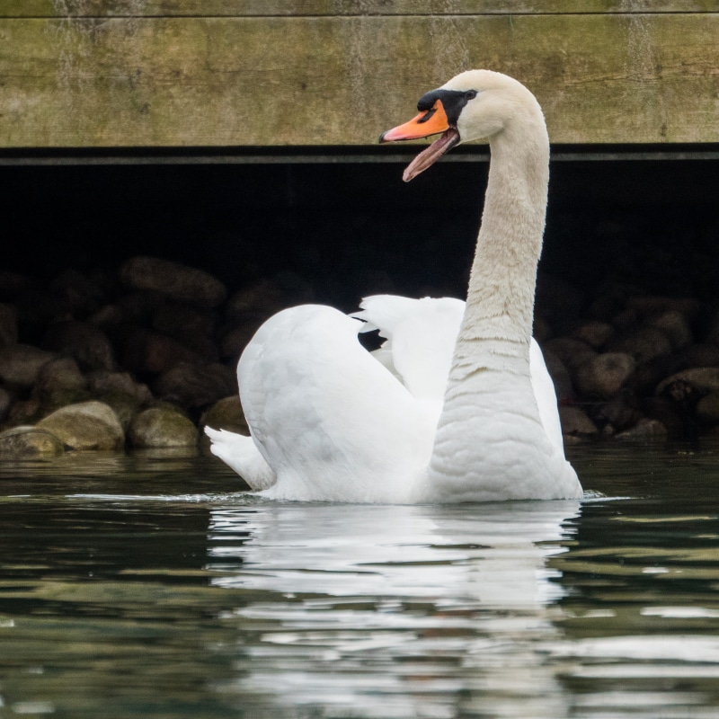 2K, beak, water, black swan, reptile, animal wildlife, slate, animal family, animal neck, box turtle, goose, duck, drinking, bird, white color, zoology