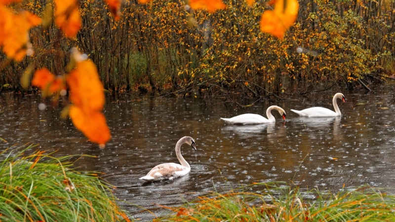 young animal, rain, swimming, animals in the wild, vertebrate, day, lake, rainy, animal, 4K, water bird, no people, animal family, bird, grass, swans