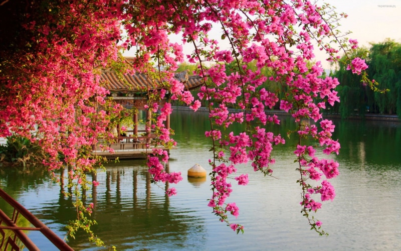 spring, china, chinese, hd, 2K, flowers, kunming, pink, park