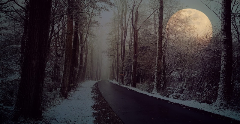 atmosphere, gloomy, moonlight, frost, land, tranquility, cold, avenue, 4K, spooky, landscape, trees, no people, poplars, beauty in nature, sky, fog, outdoors