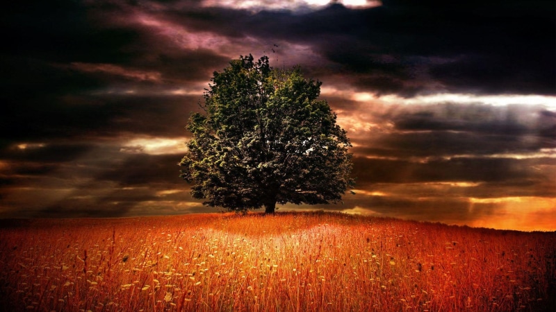 night, stormy, oats, orange, nature and la, clouds, nature, tree, nightime, spot, 1080P, spotlight, dark, field, light
