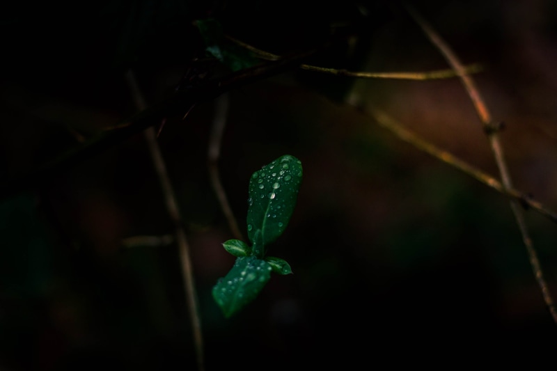 veins, 4K, droplet, drop, rain, blossom, snake, plant part, nature, green, acanthaceae, invertebrate, insect, focus on foreground, vulnerability, beauty in nature
