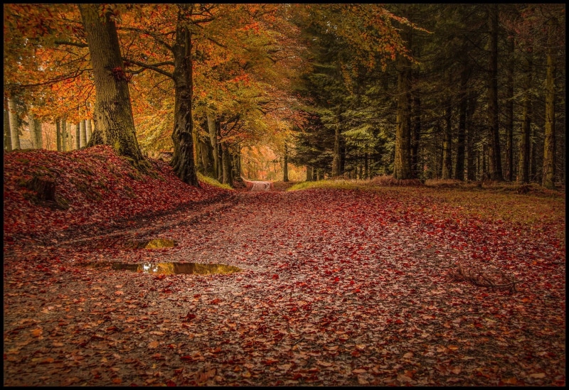 no people, scenics - nature, plant part, beauty in nature, rain, leaf, fall, tranquility, 720P, the way forward, non-urban scene, nature, trunk