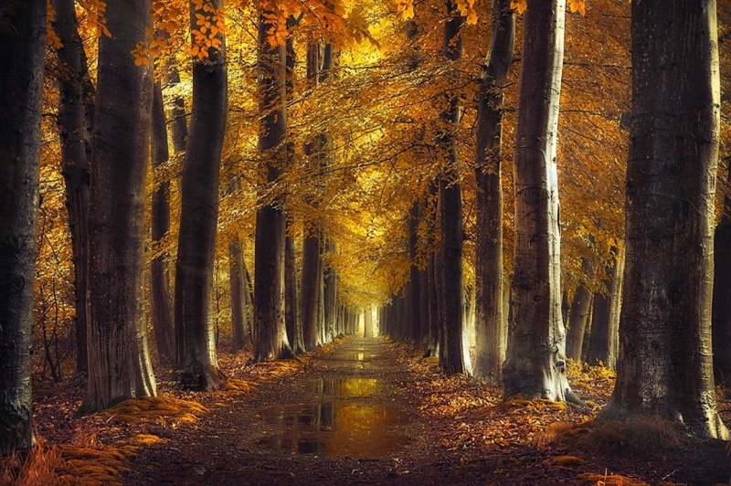 no people, direction, outdoors, land, tranquility, growth, forest, woodland, scenics - nature, autumn, autumn collection, plant, water, photo, change, 480P