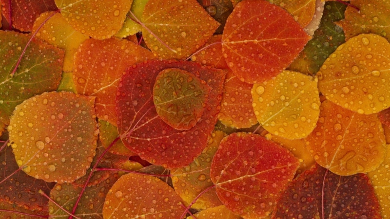 orange color, wellbeing, citrus fruit, rain, leaves, pattern, large group of objects, studio shot, backgrounds, red, nature, no people, full frame, 1080P