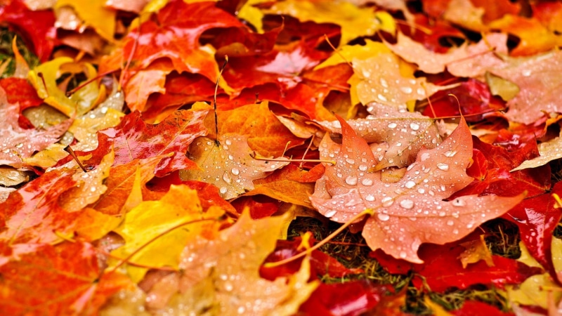 full frame, no people, maple leaves, backgrounds, wet, day, field, red, dew, maple leaf, change, leaf, grass, 1080P, dry, leaves, nature, outdoors, orange color