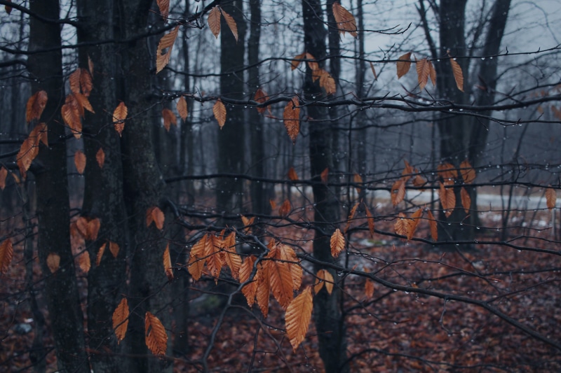 focus on foreground, bare tree, forest, trunk, leaf, outdoors, autumn, woodland, change, growth, tree, water, gaylord, 4K, no people, rain drops, rain