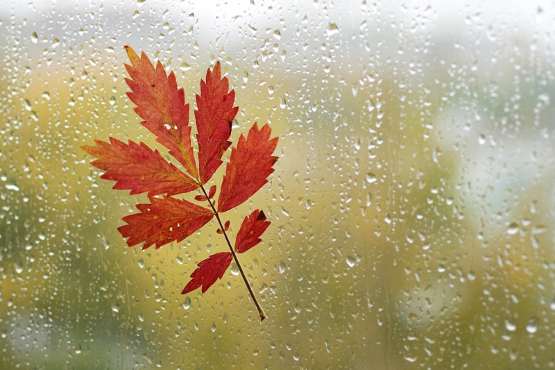 glass, autumn, photo, backgrounds, nikkor, board, siberia, window, brown, My favorite, Micro, raindrops, 2K, 60mm, drop, colorful, leaf, 8D, leaf  fall