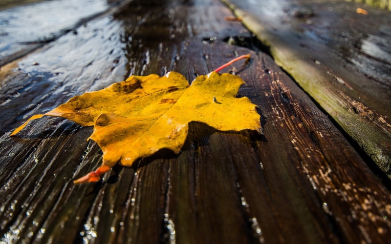 day, rainy season, 1080P, closeup, wooden surface, autumn, maple leaf, wet, raindrop, no people, yellow, nature, rain, water, close-up, outdoors, leaf