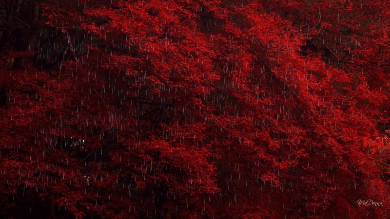 rain, fall, 1080P, season, color, bright, trees, maple, red, 3d and abstract, autumn, raining