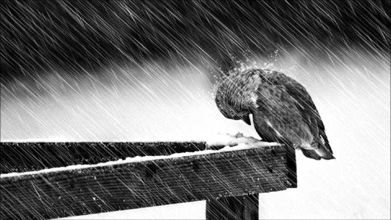 focus on foreground, close-up, animal themes, vertebrate, sorrow, love, no people, bird of prey, one animal, rain, roof, mood, 1080P, Sad, zoology, animal wildlife