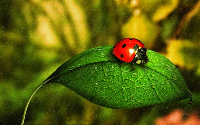 1080P, drops, little, rainy, cute, animals, nature, rain, rain drops, leaf, ladybug, water