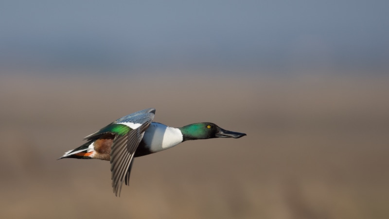 colorful, clypeata, mallard, wildlife, selective, feather, nikon, flying, blue, selective focus, mallard duck, Anas clypeata, Shoveler, duck, colors, birds