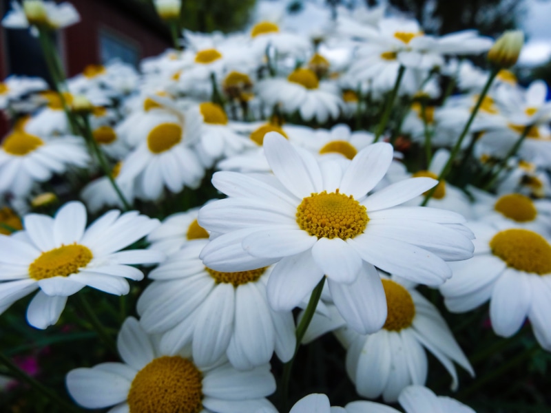 springtime, summer, in bloom, flower, green Color, focus, petal, photography, yellow, plant, outdoors, close-up, no People, beauty In Nature, selective