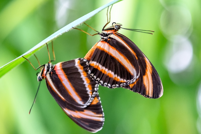 multi Colored, love, exotic, beauty In Nature, summer, selective focus, dryadula  phaetusa, black, butterfly, two, close-up, nature, black-and-brown, animal