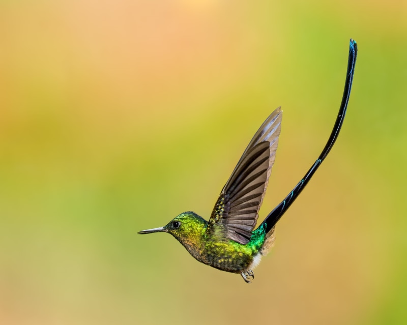 multi Colored, tailed, sylph, selective, beak, flying, animal Wing, animals In The Wild, hovering, Nature, iridescent, animal, wildlife, violet, selective focus