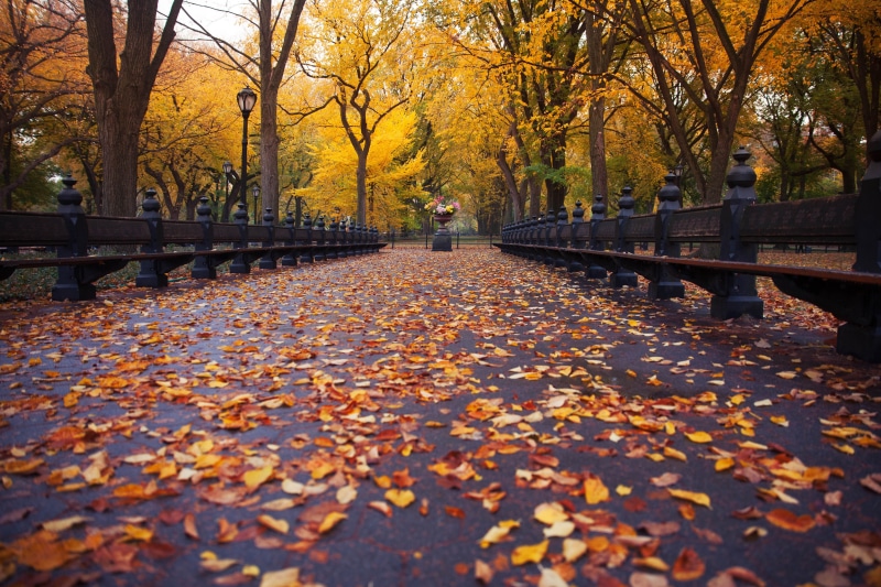 on road, footpath, City, leaf, gold Colored, multi Colored, beautiful, New  York  City, New York City, october, orange, season, interest, cool, dry, tour
