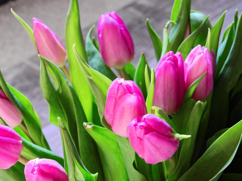 gift, springtime, season, yellow, easter, close-up, fragility, growth, green Color, botany, focus, bloom, tulips, leaves, bouquet, blossom, green, plant part