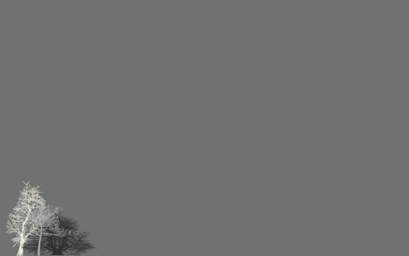 minimalism, plant, nature,  grey, scenics - nature, beauty in nature, day, 720P, copy space, tree, trees, growth, gray, backgrounds, studio shot, tranquility