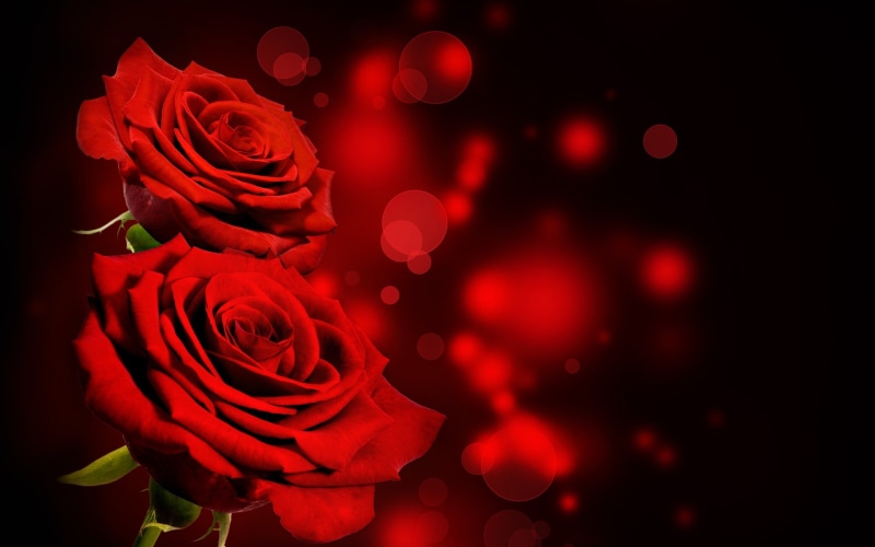 plant, no people, flower arrangement, freshness, red, night, flower head, indoors, nature, studio shot, bokeh, valentines day - holiday, red flowers, inflorescence