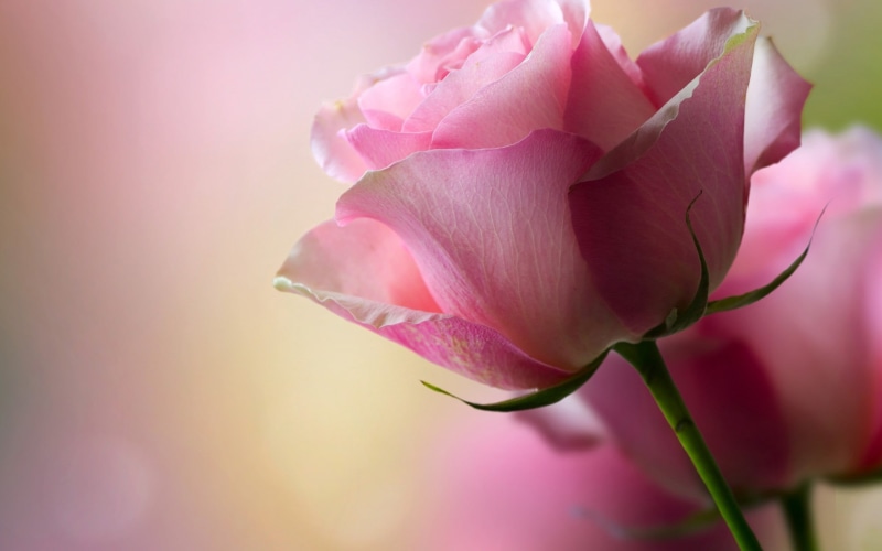 pink, softness, no People, selective focus, leaf, focus on foreground, macro, fragility, red, flower, flower Head, season, pink Color, nature, flowering plant