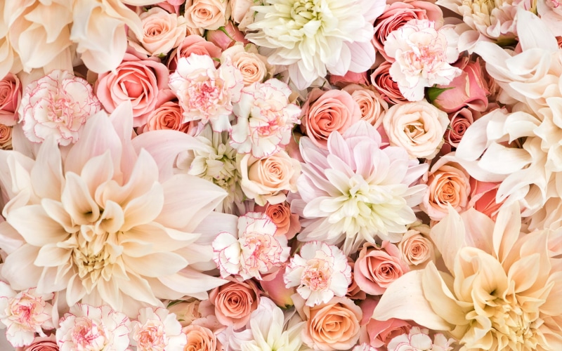 Pastel, Flower, Carnation, White Flower, Flowers, Earth, Dahlia, Pink Flower, Rose, 720P