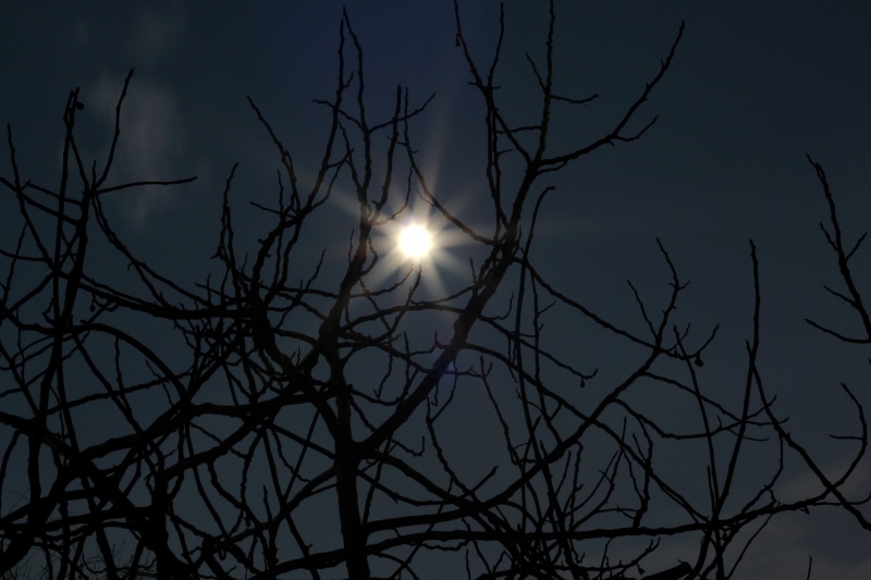 tranquility, blue, scary, creepy, outdoors, holiday, plant, gothic, halloween, black, spooky, planetary moon, fear, october, pumpkin, moonlight, sky, grunge