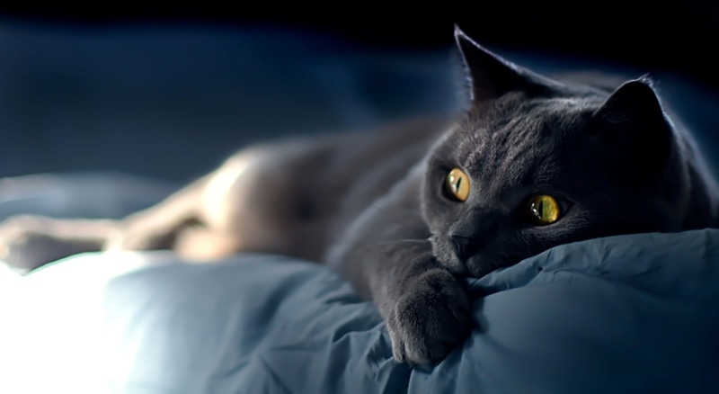 comfortable, pets, black Color, whisker, bed, eye, eyes, face, domestic, mustache, animal body part, indoors, domestic Animals, resting, domestic Cat, mammal