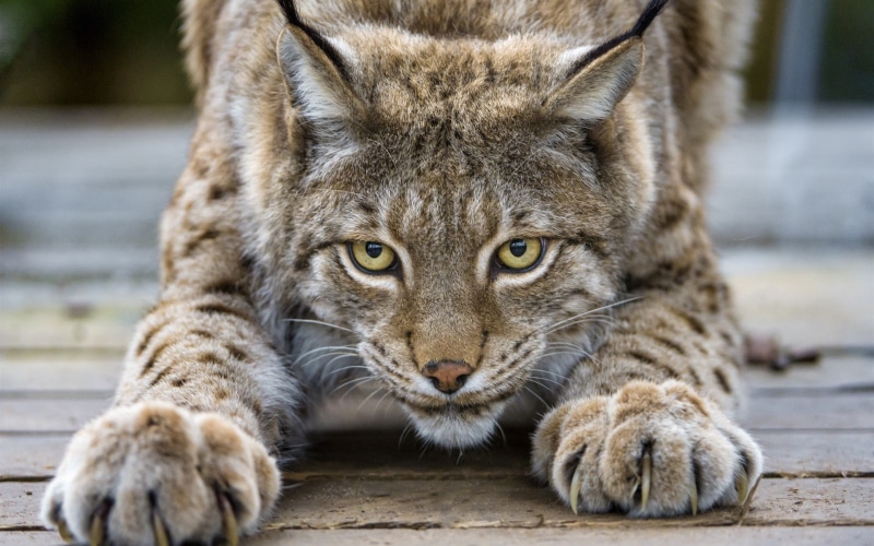 brown, Face, Cat, Lynx, Eyes, 2K, Cute, grey, Claws