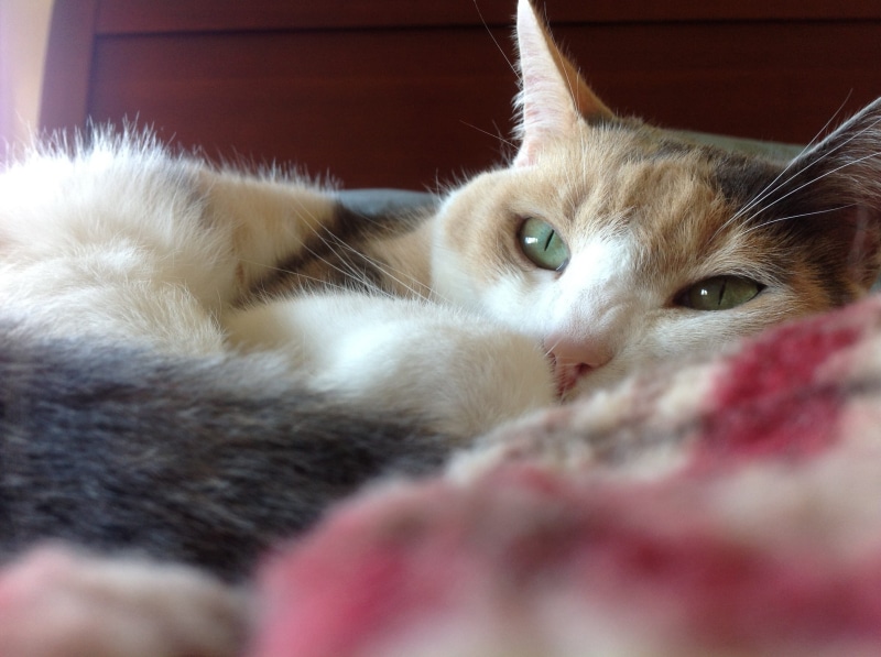 feline, cat, looking, portrait, relax, calico, whiskers, kitty, pets, vertebrate, 2K, animal, resting cat, ears, shorthair, eyes, one animal, claws, tricolor