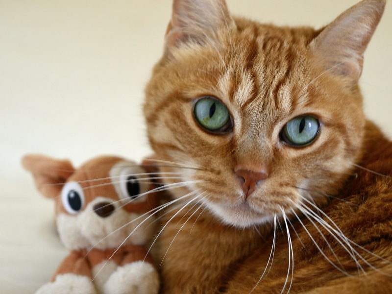 animal body part, small cat, 4K, cat, tomcat red, focus on foreground, no people, ginger cat, one animal, animal, feline, domestic cat, vertebrate, animal head