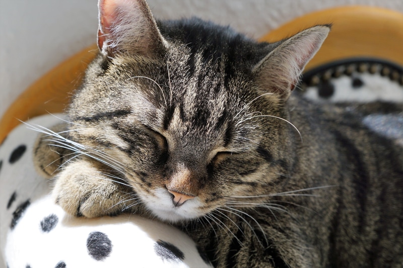 animal body part, watch, zen, holiday, bench, domestic, eyes, furniture, lazy, dangerous, striped, soft, recover, attention, animal head, black, pets, big cat