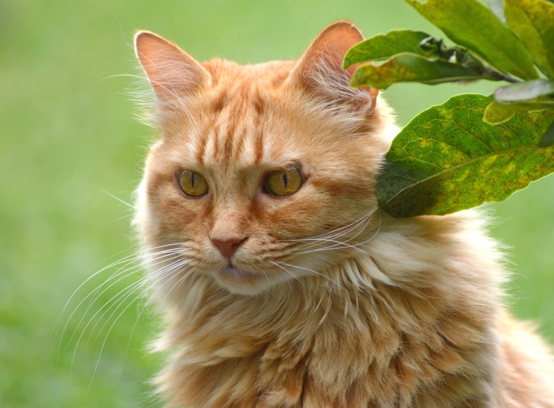 plant part, close-up, cats eyes, cat, plant, close, pets, animal portrait, adidas, orange, mammal, fur, cute, attention, german longhaired pointer, view